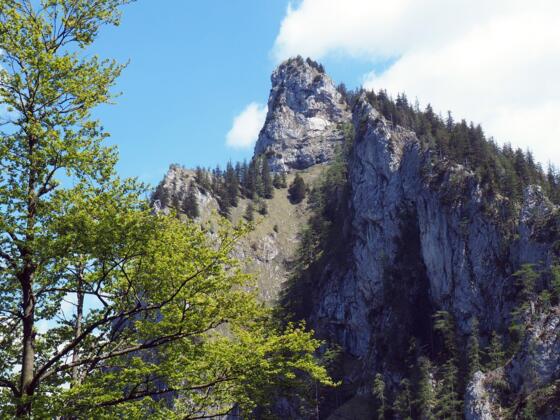 Katzenstein vom Gassnersteig ~1040 m