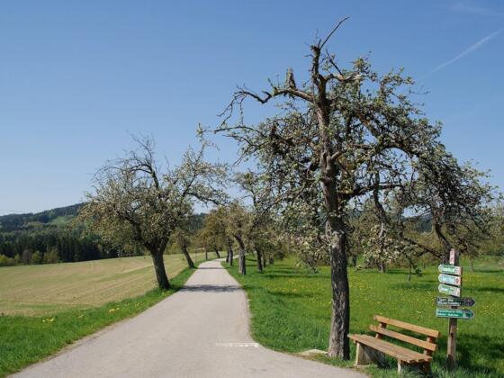 Abzweigung rechts zum Wanderweg Nr. 1