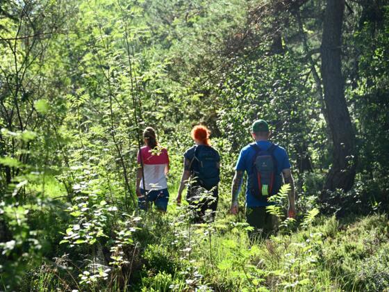 Wandern auf befestigten Wegen im Naturschutzgebiet Haspelmoor