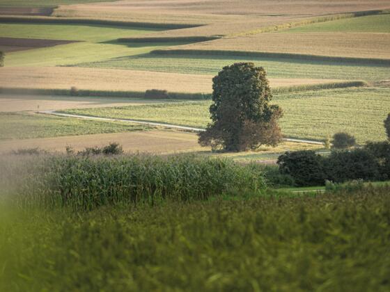 Auf dem Gedenkfeld über die Terassenfelder oberhalb von Saal a.d. Donau