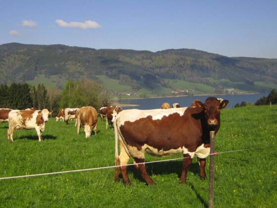 Hofkäserei Hingerer