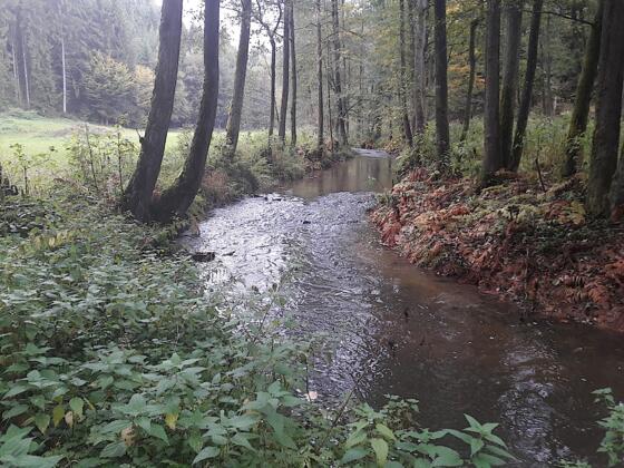 Perlbach im flacheren Teil