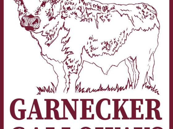 217259167 3370552243171451 1540136925759184584 n