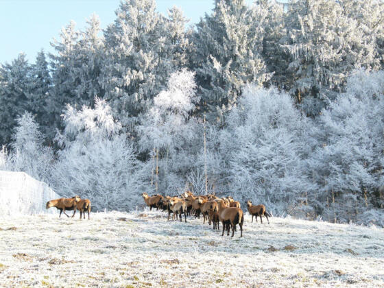kamerunschafzucht eder 21