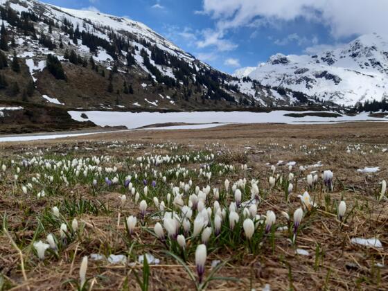 Nassfeld in de lente