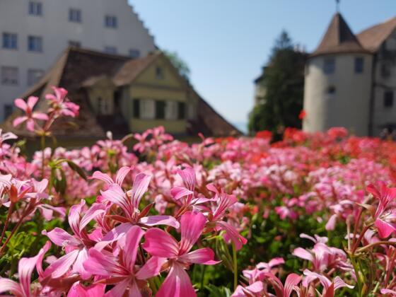 Lindau am Bodensee Blumen