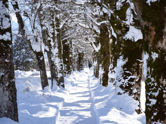 Verschneite Allee