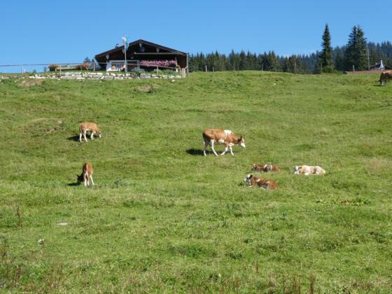Winkelmoos