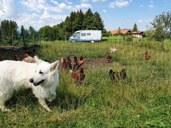 Wohnmobilstellplatz auf dem Ferienhof Steingaden in Maderbichl