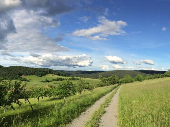 Wandern auf dem Nordic Walking Sparkassentrail Heimbuchenthal, vorbei an Apfelbäumen und grünen Wiesen rund um Heimbuchenthal