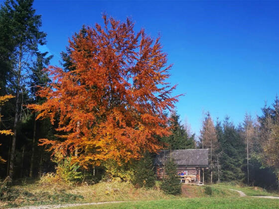 Salzkammergut Wanderweg im Attersee im Herbst
