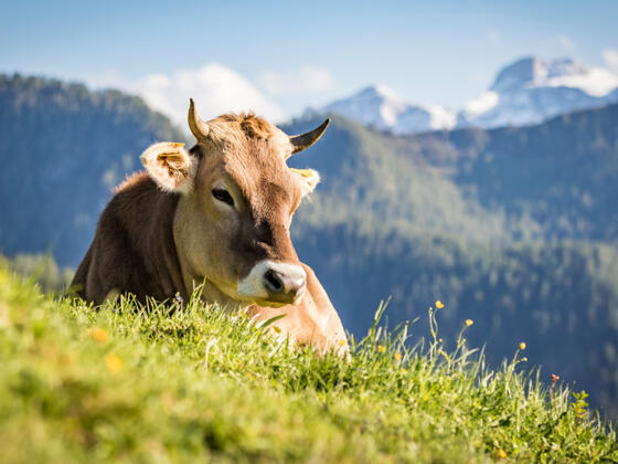 Braunvieh auf der Wasserfallalm