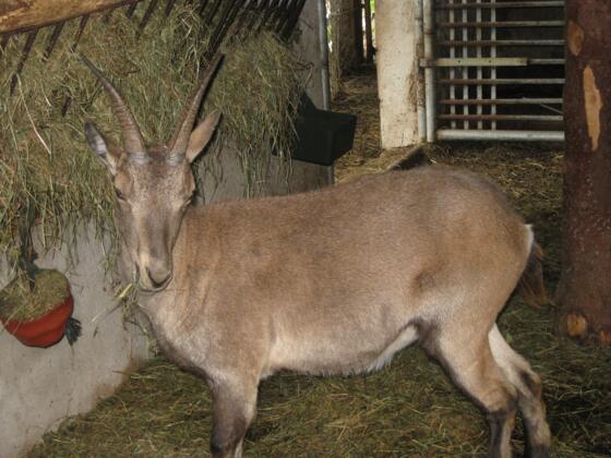 Steinbock