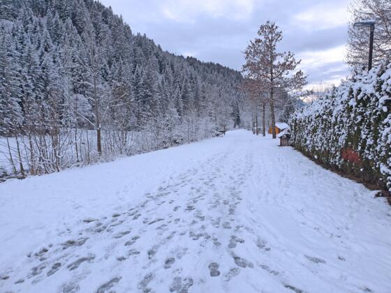Winterwandern entlang der Alfenz