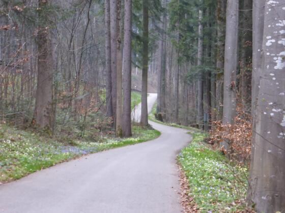 100 Meter , 7 % Steigung