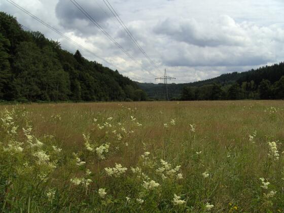 Das Naturschutzgebiet "Altenauer Seewiesen".