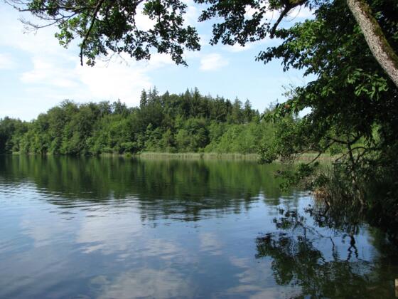 Das Nordende des Langbürgner Sees.