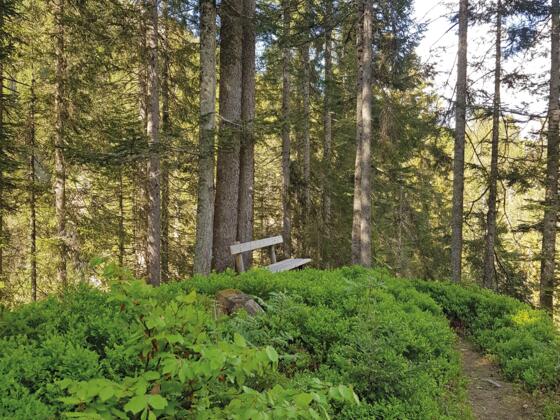 Zur Ruhe kommen im Hochmoor Tiefenwald