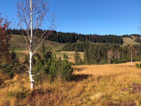 Häderichmoor im Schutzgebiet