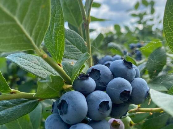 Münkels Beerenhof - Heidelbeeren