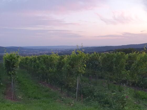 Blick vom Weigut Holler