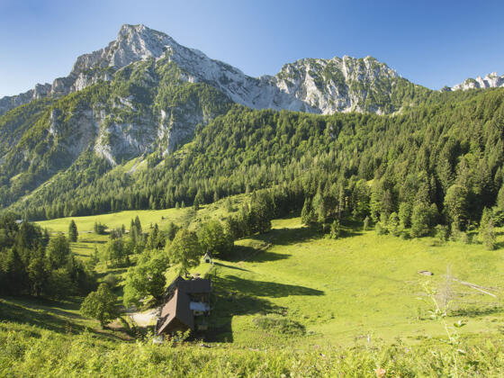 Roha-Fotothek Fürmann - Steiner Alm mit Blick auf Staufenmassiv