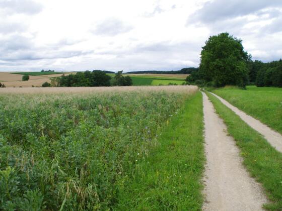 Pilgerweg - Am Limes