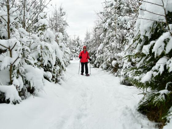 Wandern im Latschenhochmoor