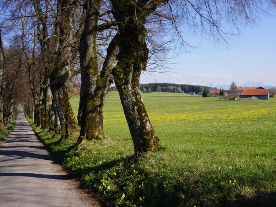 Kurfürstenallee Marktoberdorf
