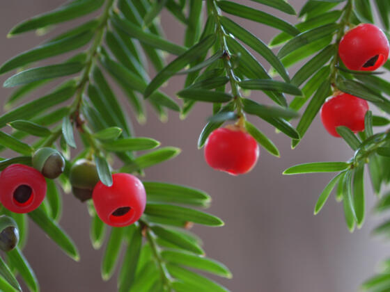 Zweige mit Früchten von Eibe