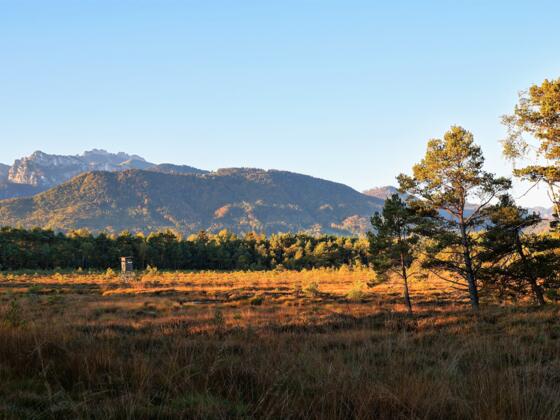 Rottauer Hochmoor