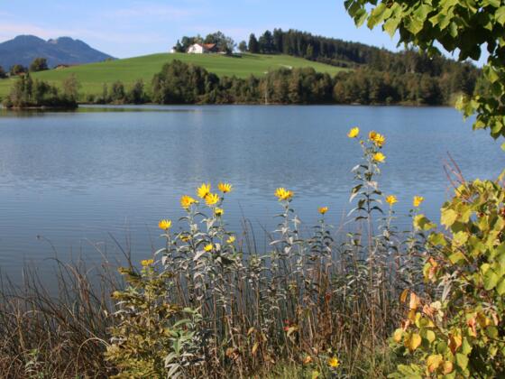 Schwaltenweiher-Rückholz-Goldhasen