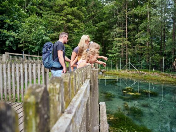 Fische im Fischteich betrachten