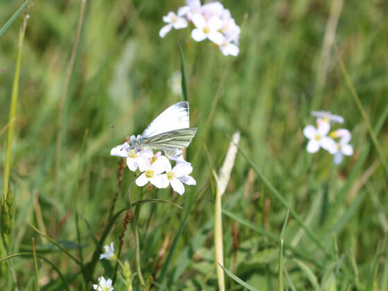 Schaumkraut und Kohlweißling