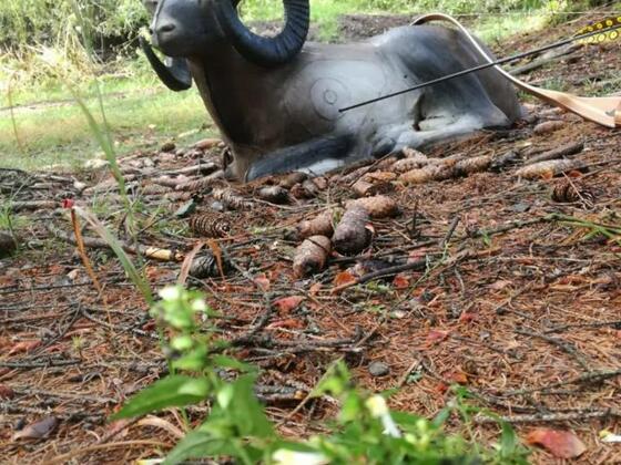 Bogenschießen in Eidenberg