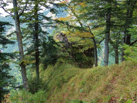 Aussichtsplatzerl ~1207m, knapp nördlich vom höchsten Punkt