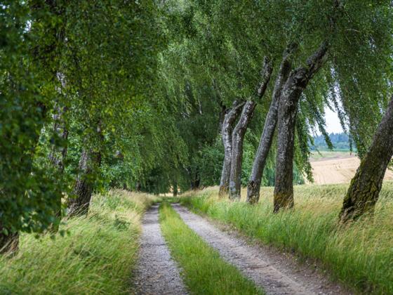 Birkenallee bei Wagelsried