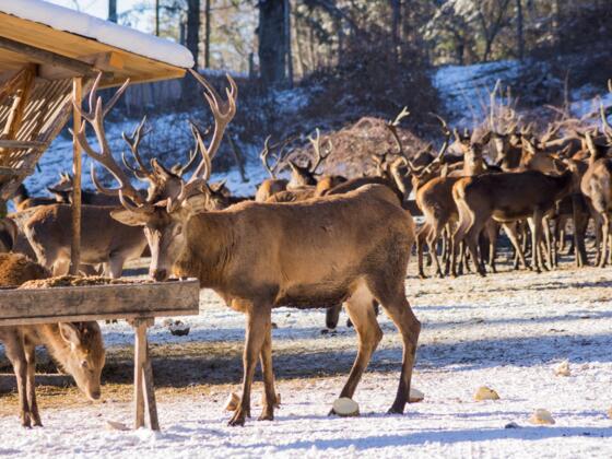 Wildfütterung_Schwangau (1)_1