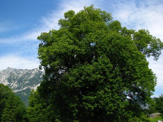 Die Hindenburglinde - im Hintergrund die Reiteralpe.