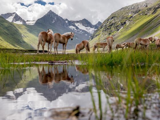 Haflinger Rotmoostal Gurgl