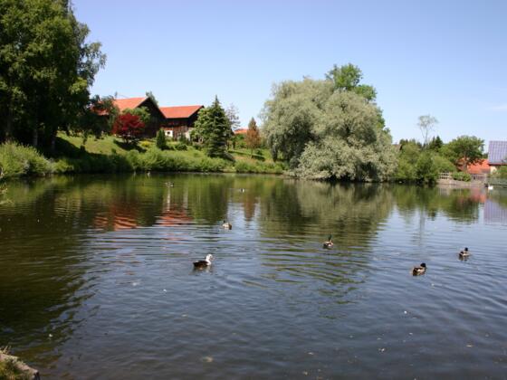 Dorfweiher Gumpen Peiting