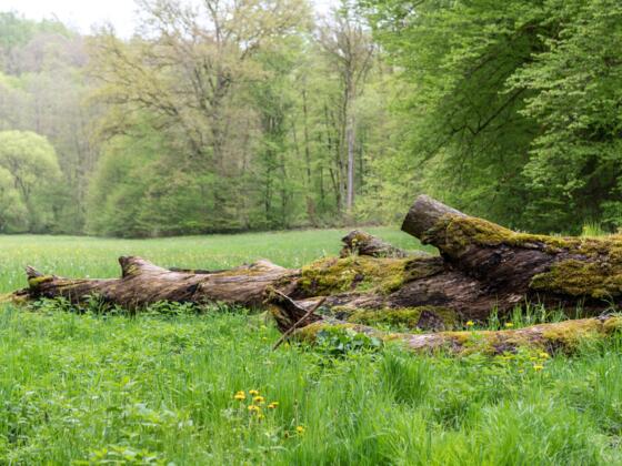 Marieneiche Bad Kissingen