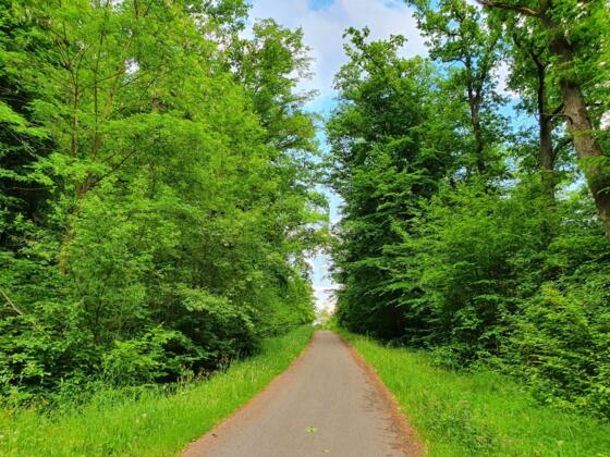 Radweg Ebrach Richtung Burgwindheim
