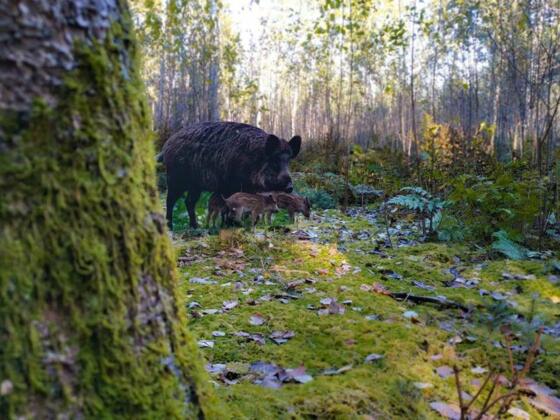 Wildschweine auf dem Waldtierweg