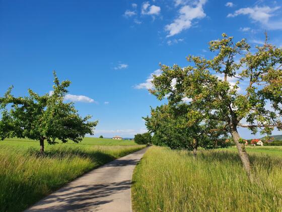 Radweg Falkenstein - Wohnau