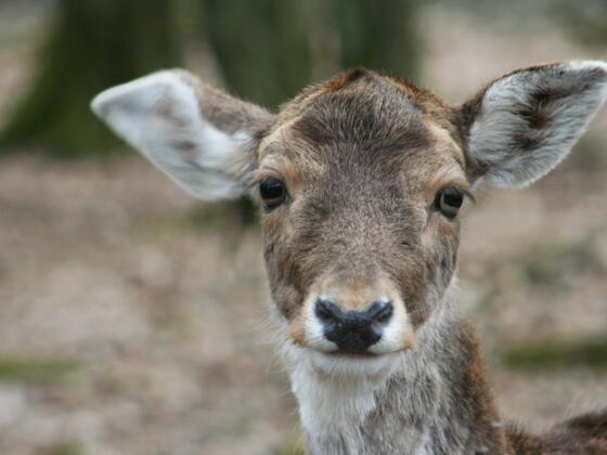 Rotwild Wild-Park Klaushof