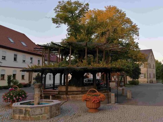 Islinger Tanzlinde