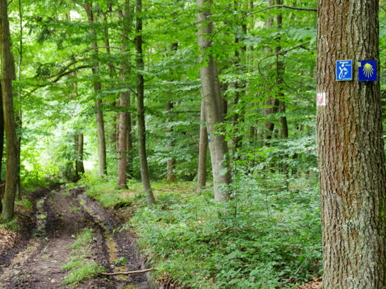 Wegzeichen im Wald