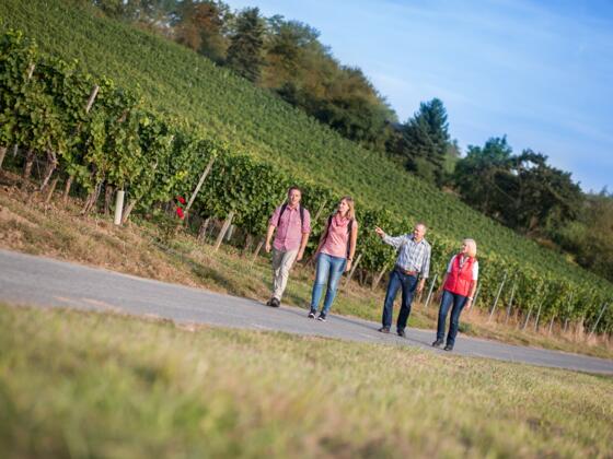 Kitzinger Weinwanderweg