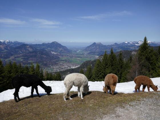 Alpakas an der Weinbergerhütte mit Blick in Richtung Inntal